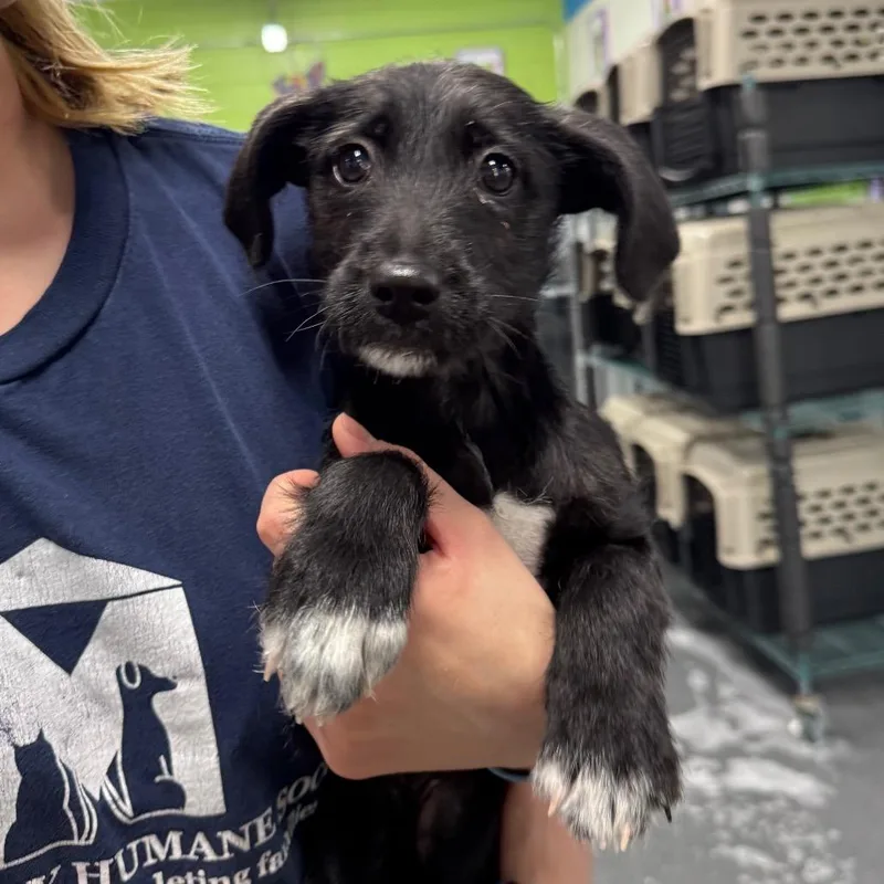 Angelica thumbnail 2