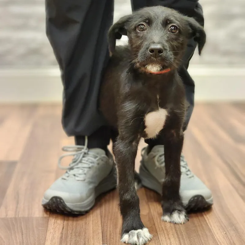 Angelica thumbnail 3