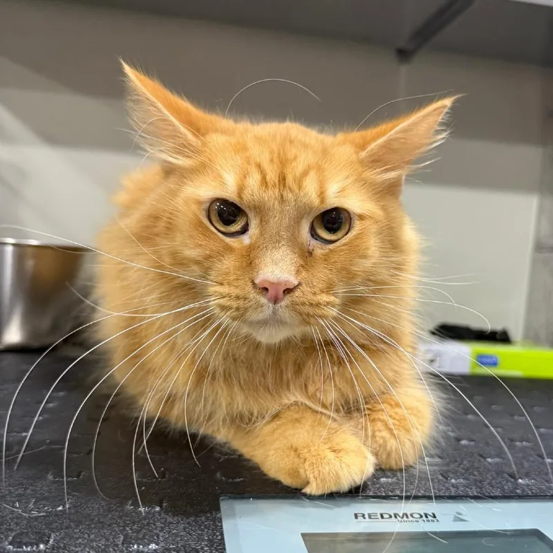 An adult medium-sized male Domestic Medium Hair cat named Bruce for adoption in Bridgeville, PA