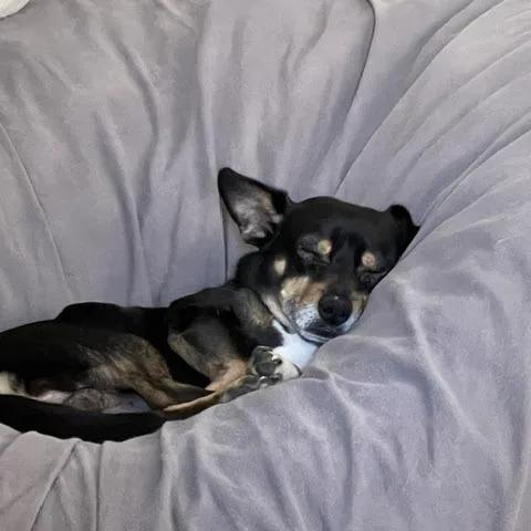 An adult small-sized male Black Chihuahua dog named Eddie for adoption