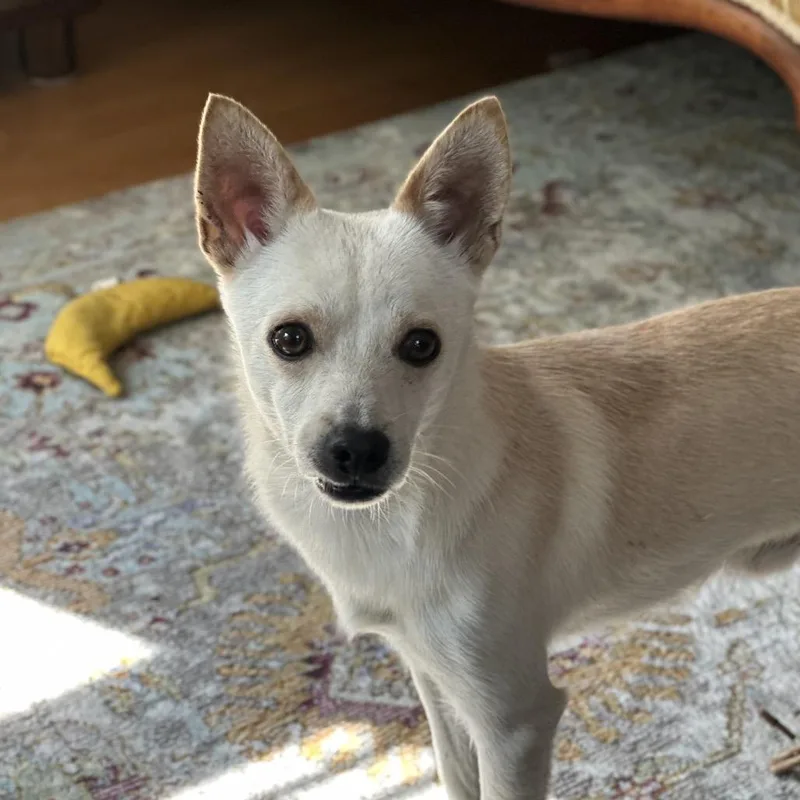 An adult small-sized male Yellow / Tan / Blond / Fawn Chihuahua dog named Finnick for adoption in Hinsdale, IL