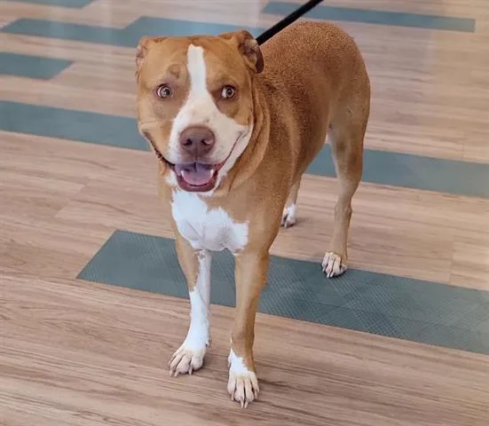 An adult large-sized male Pit Bull Terrier dog named Rugar for adoption in Baytown, TX