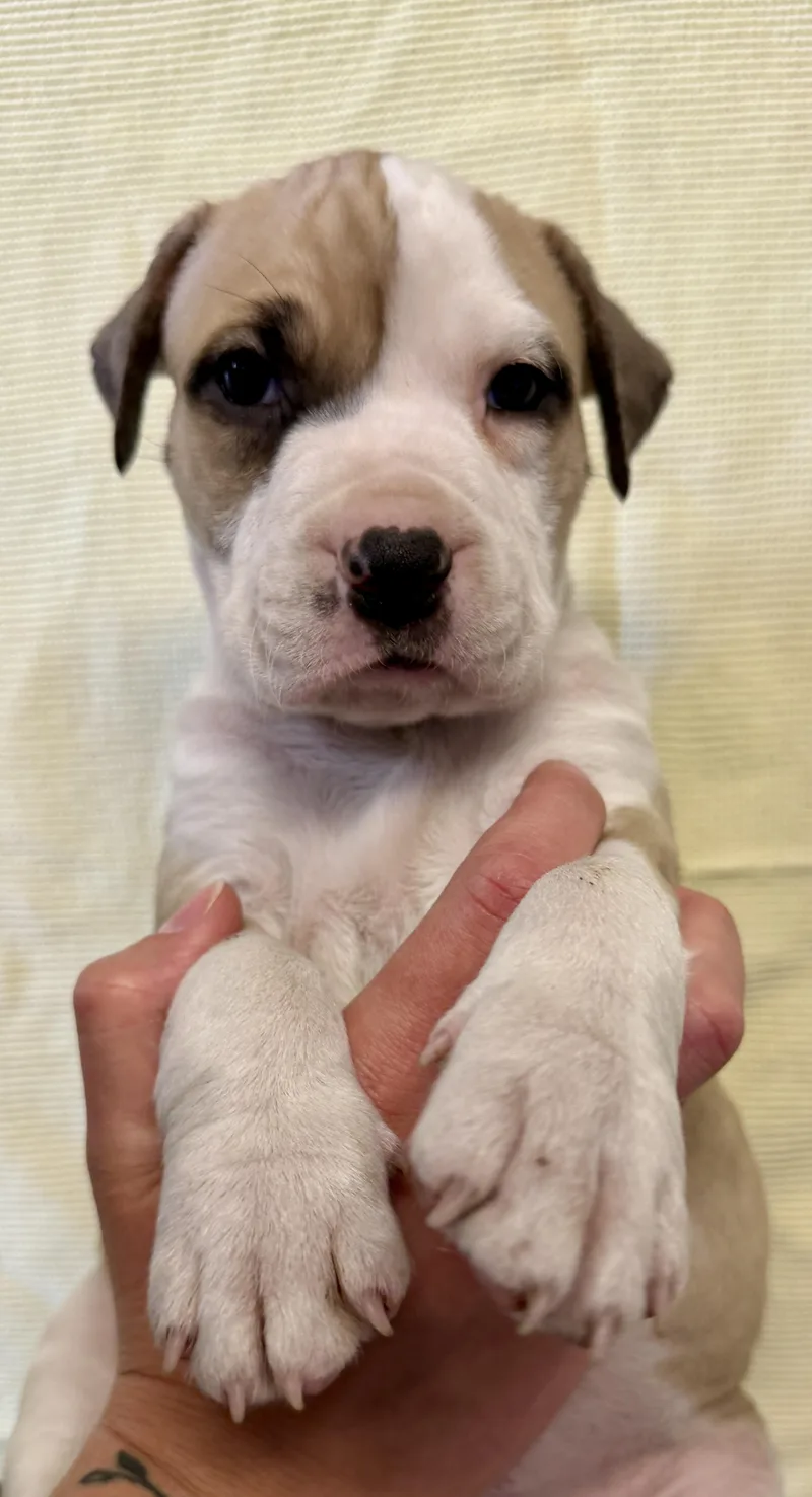A baby medium-sized male White / Cream Mixed Breed dog named Marquis De Lafayette for adoption in Des Moines, IA