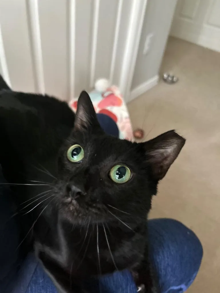 Truffles thumbnail 4