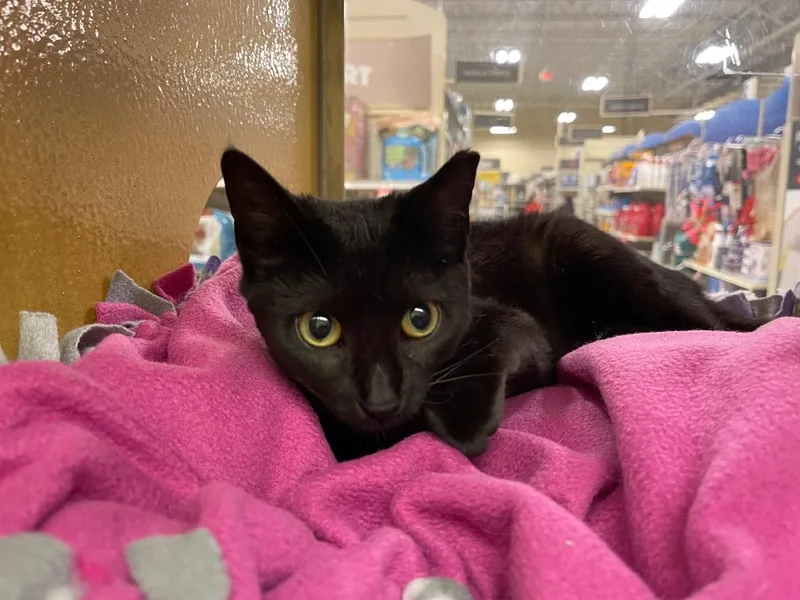 Truffles thumbnail 5