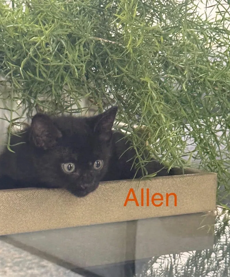 A young medium-sized male Black Domestic Short Hair cat named Allen for adoption in Scottsdale, AZ