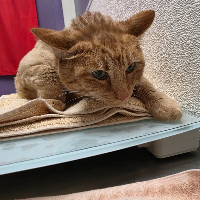 Stray Hold Garfield