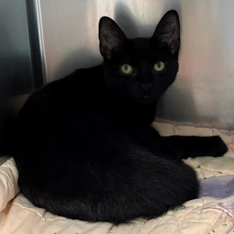 A baby medium-sized female Black Domestic Short Hair cat named Frootie for adoption in East Hanover, NJ