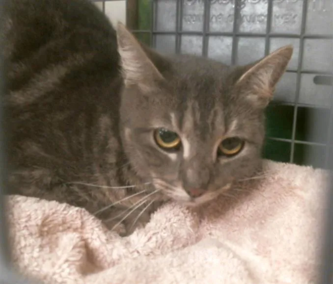 A young medium-sized male Domestic Short Hair cat named Timber for adoption in Houston, TX