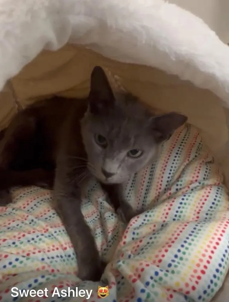 A young small-sized female Gray / Blue / Silver Domestic Short Hair cat named Ashley for adoption in Orlando, FL
