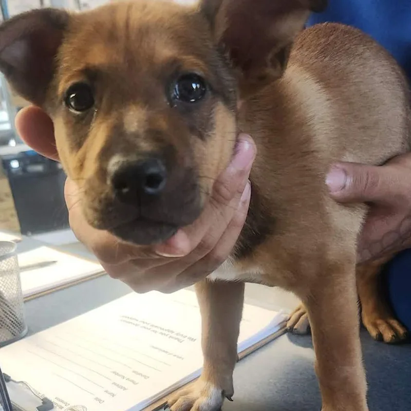 A young small-sized female Brown / Chocolate Shepherd dog named Winnie for adoption in Kingman, AZ