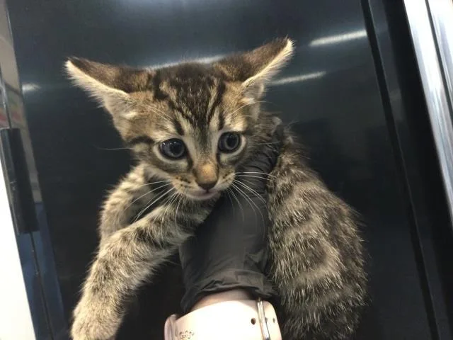 A baby small-sized male Domestic Short Hair cat named Moss for adoption in Thousand Palms, CA