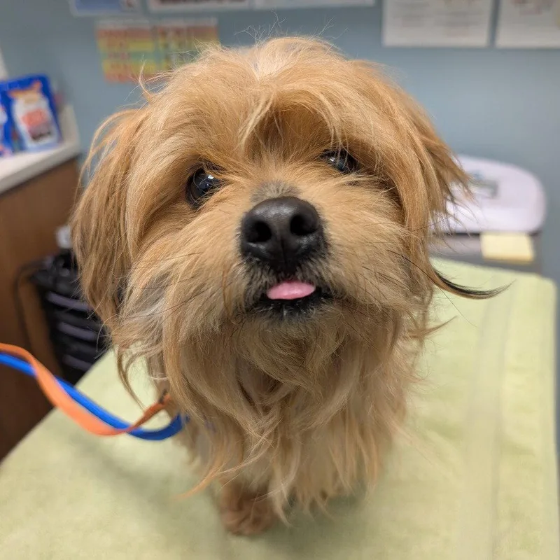 A young medium-sized male Mixed Breed dog named Yakya for adoption in New Castle, DE