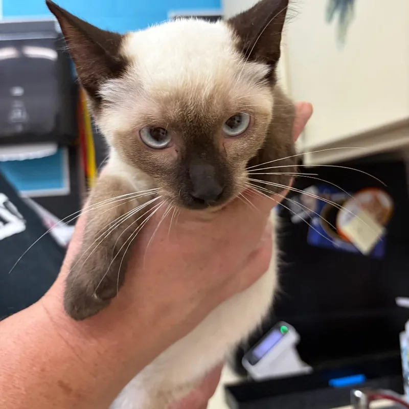 A baby small-sized male White Siamese cat named Zero for adoption in Ardmore, OK
