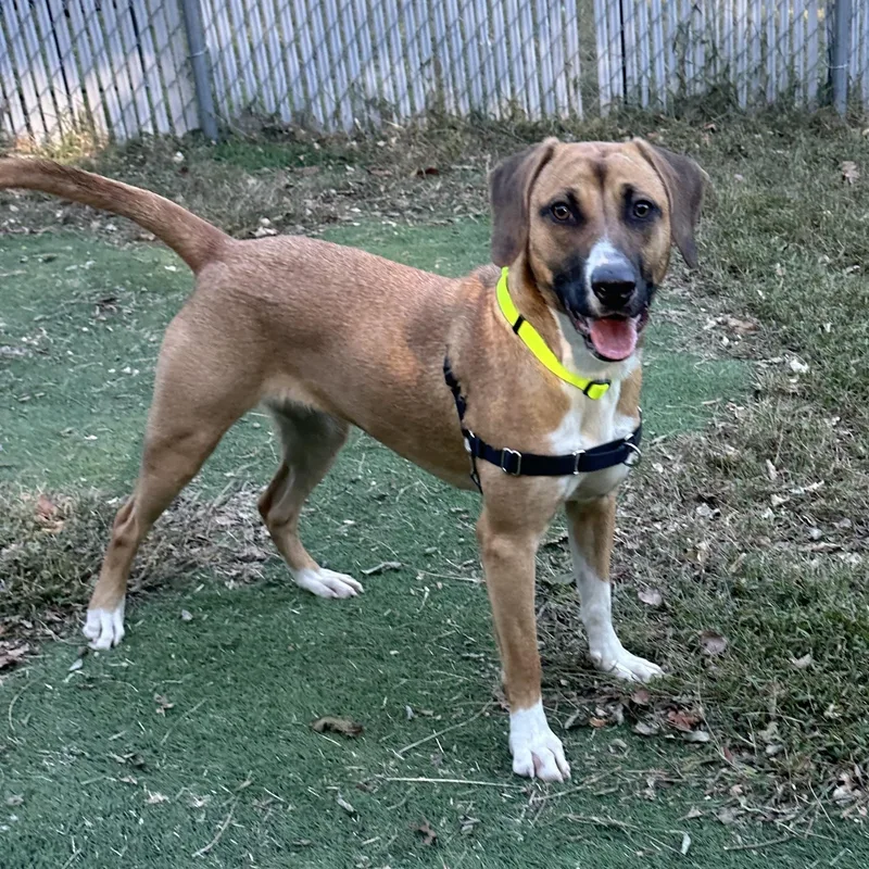 A young medium-sized female Mixed Breed dog named Skye for adoption in Ocean View, NJ