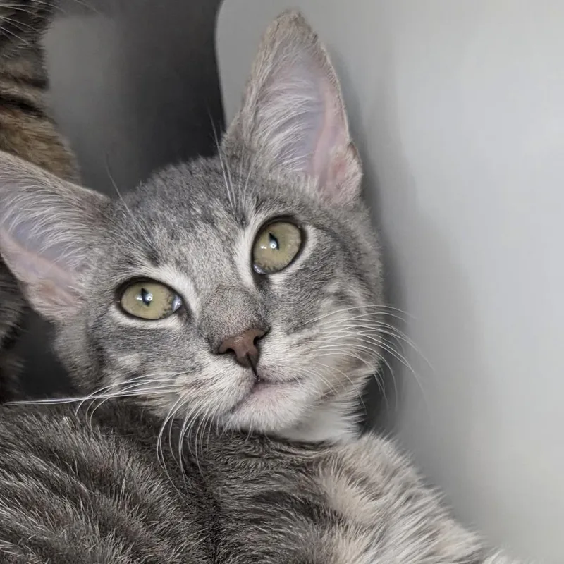 A baby small-sized male Domestic Short Hair cat named Gakpo for adoption in Los Angeles, CA