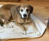 A senior large-sized male Boxer dog named Twiggy for adoption in Newport, KY