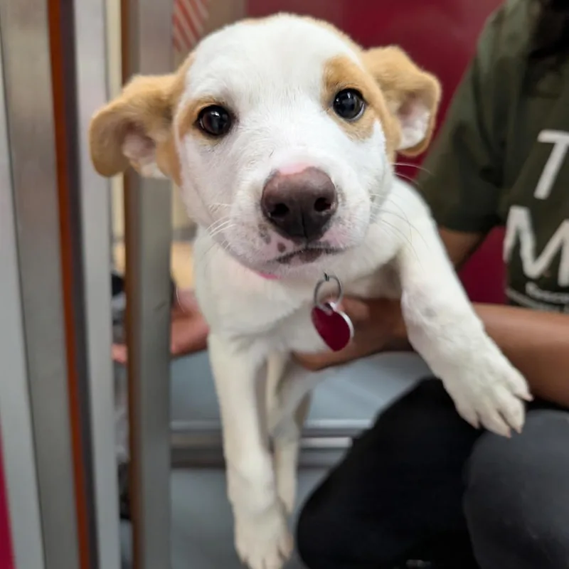 A baby medium-sized female Sable Australian Cattle Dog / Blue Heeler dog named Dove for adoption in Point Richmond, CA