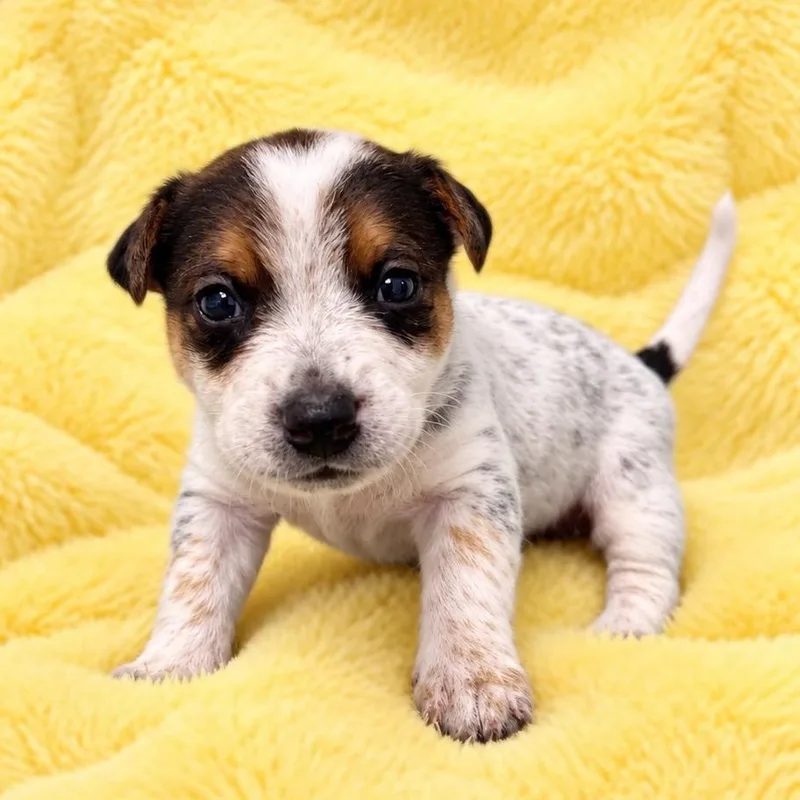 A baby medium-sized female White / Cream Cattle Dog dog named Aria for adoption in St. Peters, MO