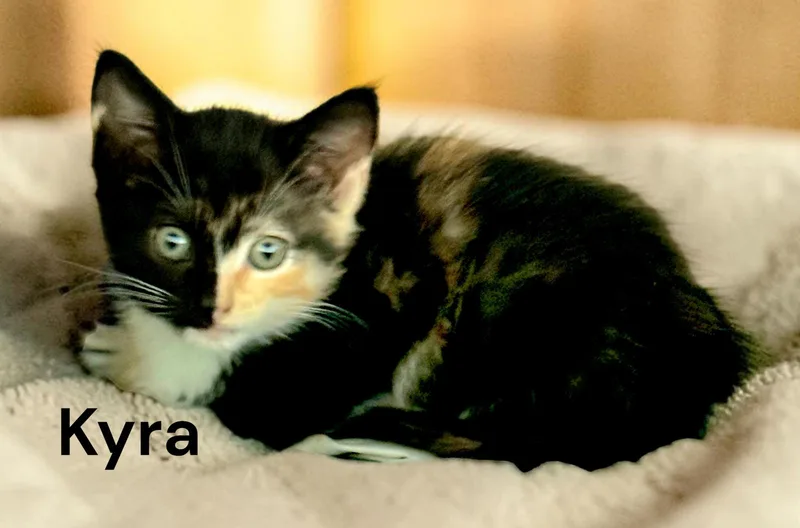 A baby medium-sized female Calico cat named Kyra for adoption in Weems, VA