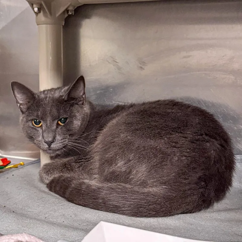 A young medium-sized male Gray / Blue / Silver Domestic Short Hair cat named Ollie for adoption in Kennebunk, ME