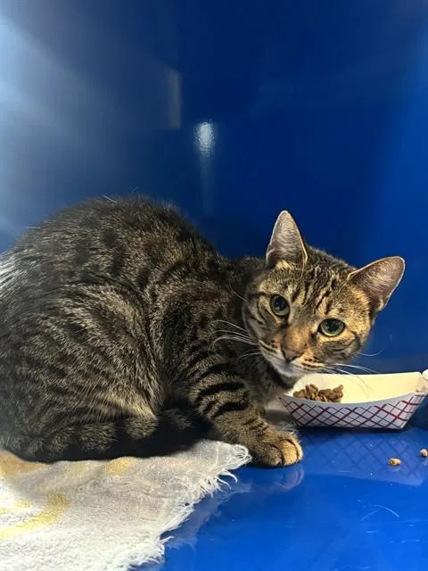 A young small-sized female Domestic Short Hair cat named Regina for adoption in Westminster, MD