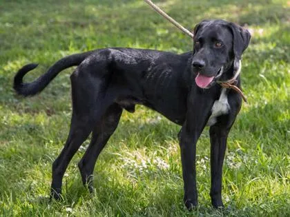 An adult medium-sized male Black Labrador Retriever dog named Ichabod for adoption in La Grange, TX
