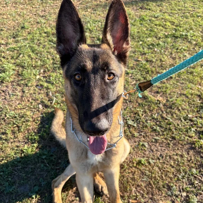 An adult large-sized male Sable German Shepherd Dog dog named Sarge for adoption in Corpus Christi, TX
