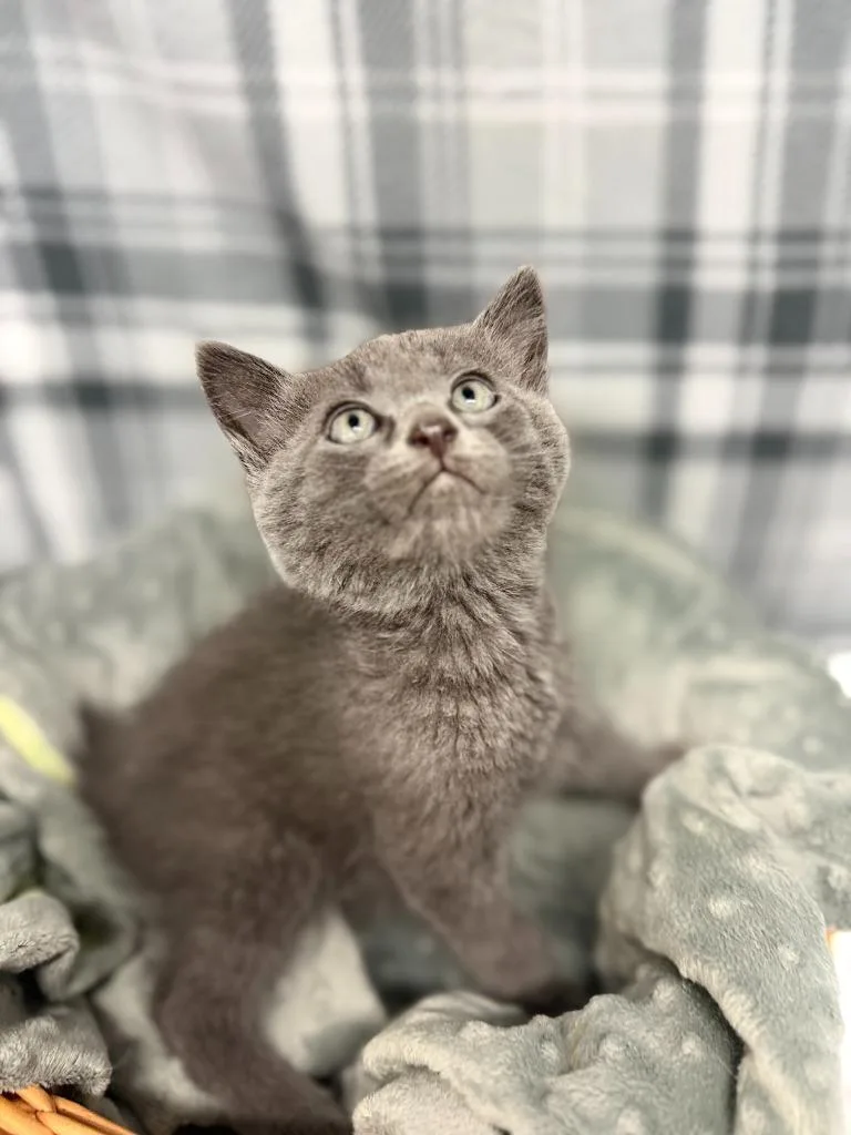 A baby small-sized male Domestic Short Hair cat named Pumba for adoption in Algona, IA
