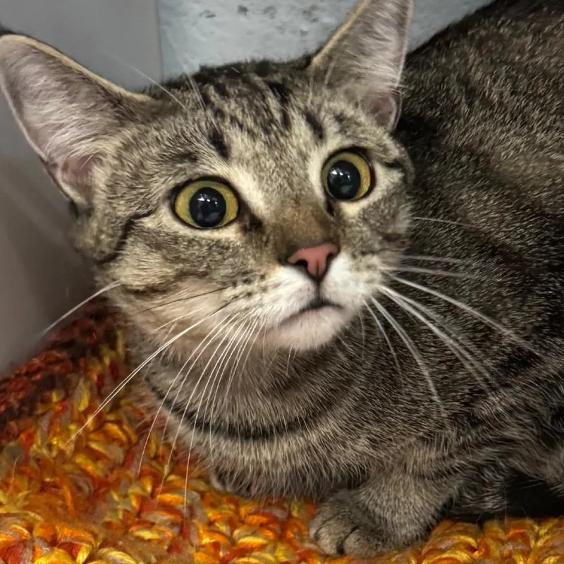 A young large-sized female Brown / Chocolate Domestic Short Hair cat named Kiki for adoption in Lakewood, CO