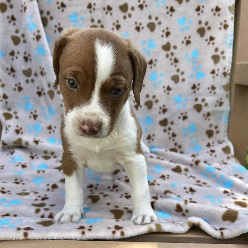 A baby medium-sized male Mixed Breed dog named Pup Chunker for adoption in Moravia, NY