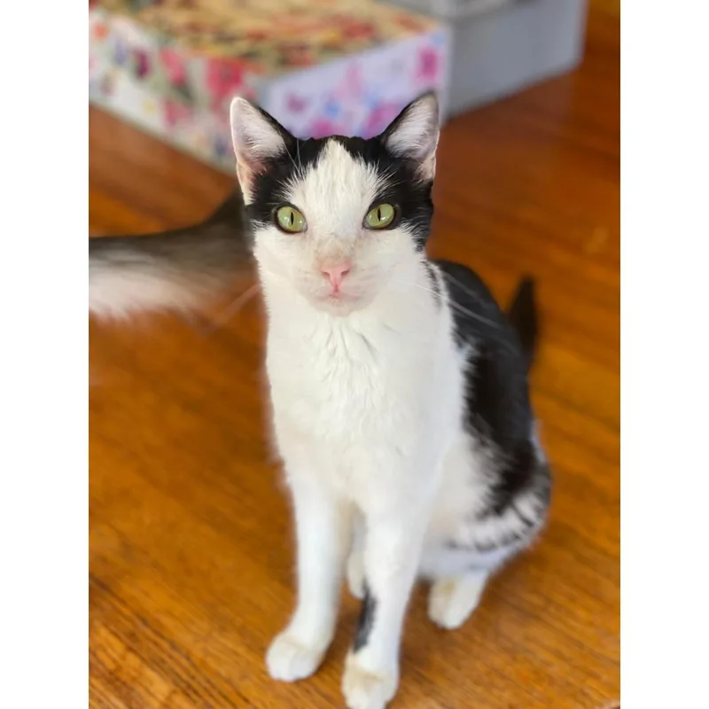 Butterfly thumbnail 2