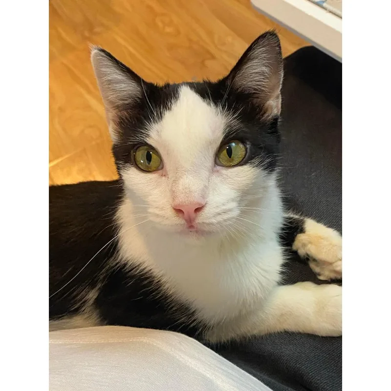 Butterfly thumbnail 3