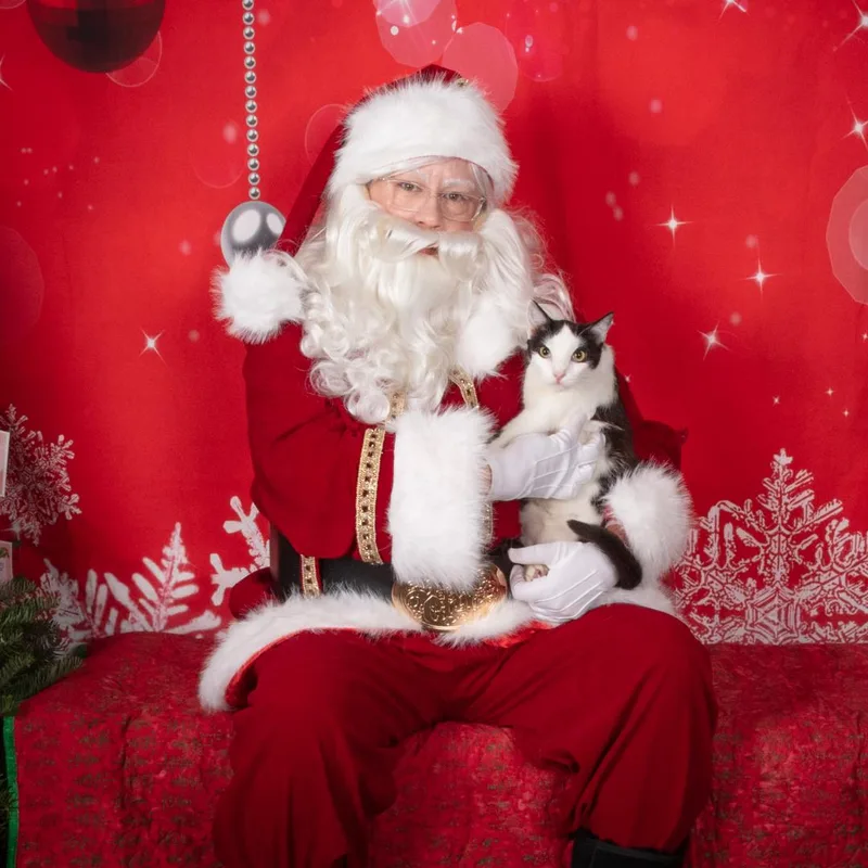 Butterfly thumbnail 4