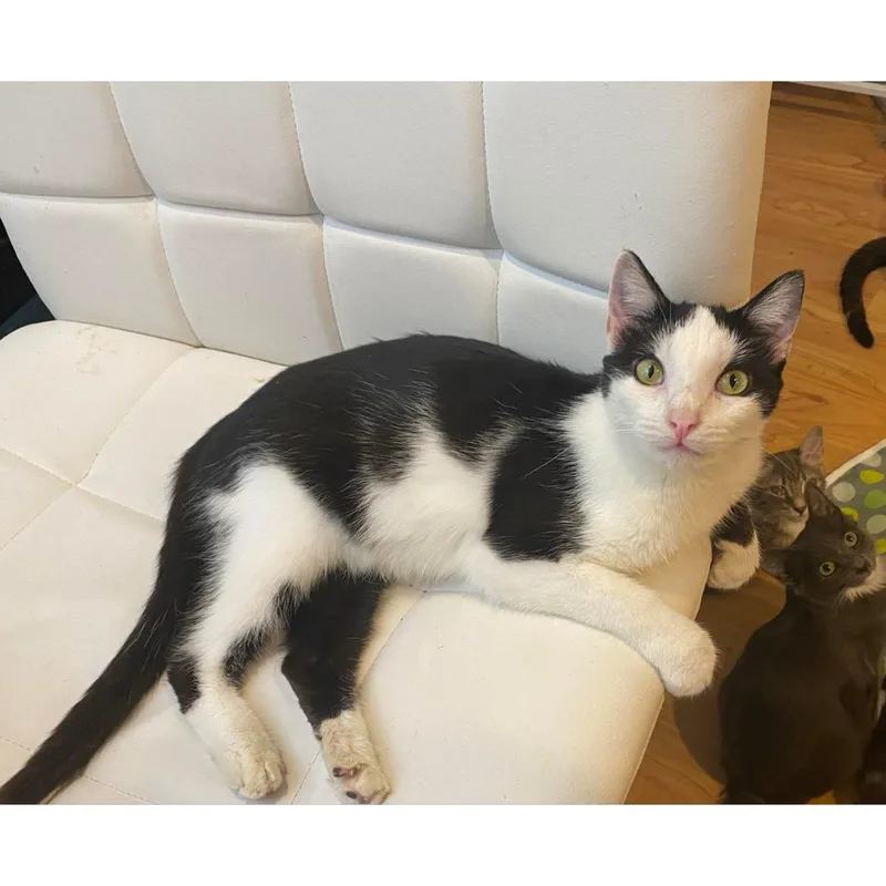 Butterfly thumbnail 5