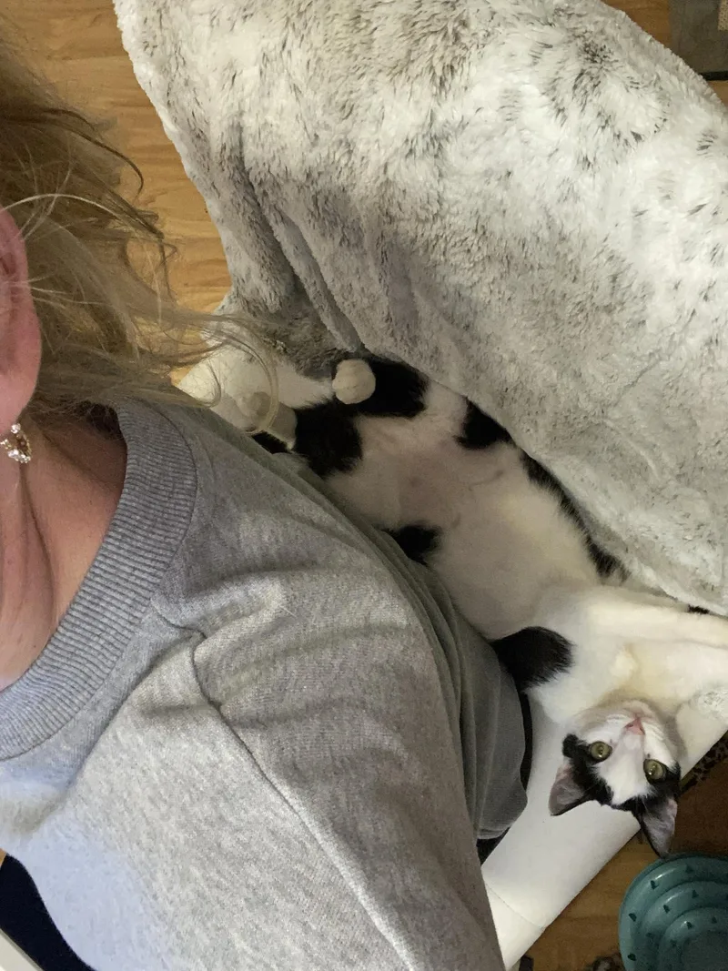 Butterfly thumbnail 6