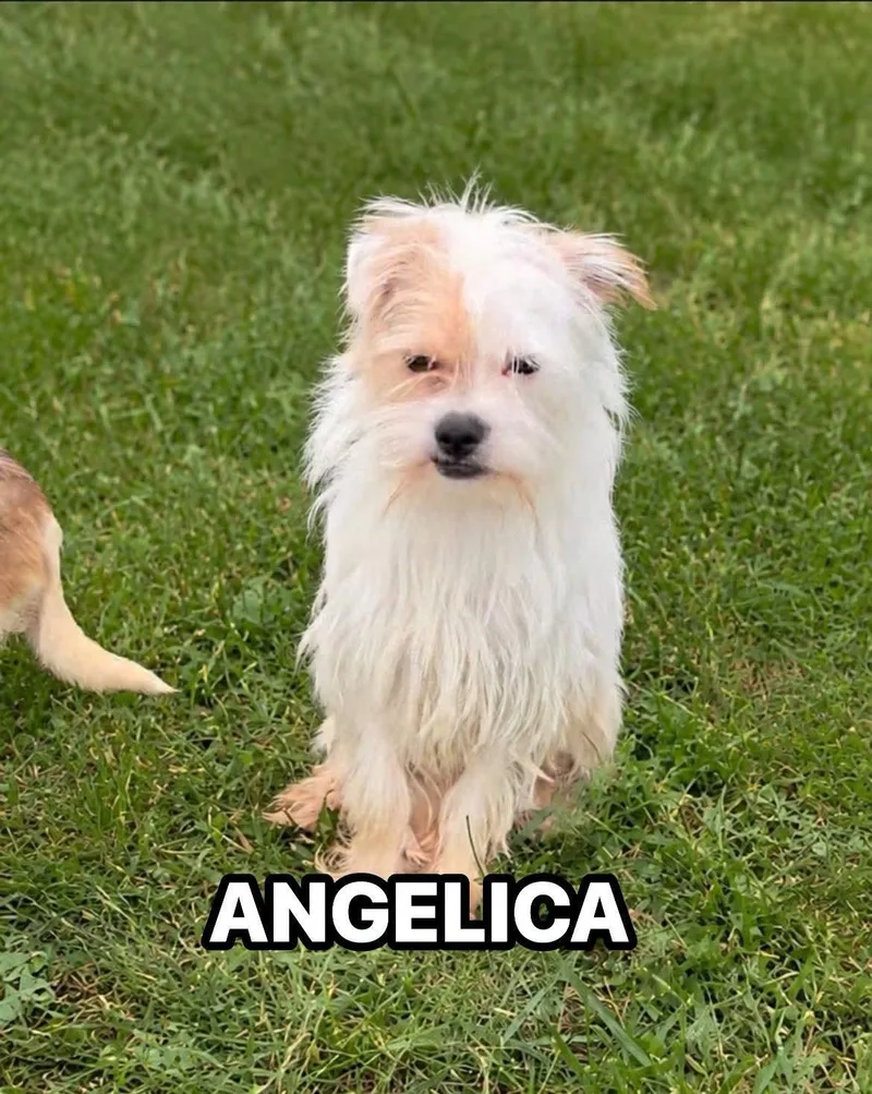 Angelica