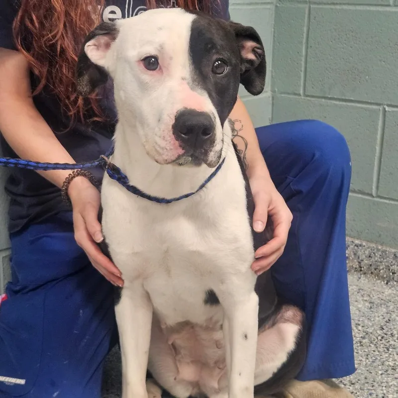 An adult medium-sized female White / Cream American Staffordshire Terrier dog named Karen for adoption in Greenville, SC