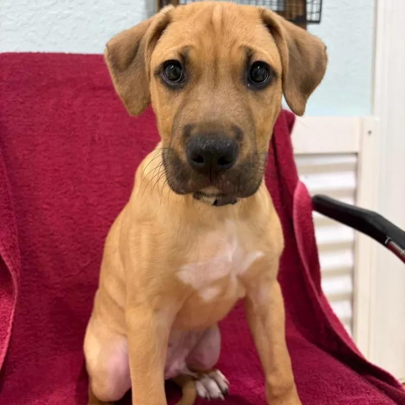 A baby medium-sized male Brown / Chocolate Shepherd dog named Charlie for adoption in Seminole, FL