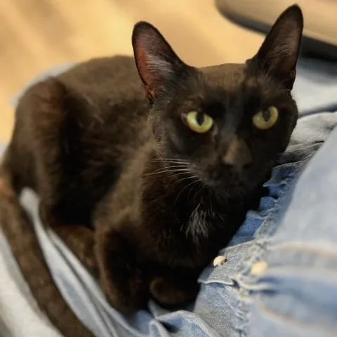An adult medium-sized female Black Domestic Short Hair cat named Binx for adoption in West Orange, NJ