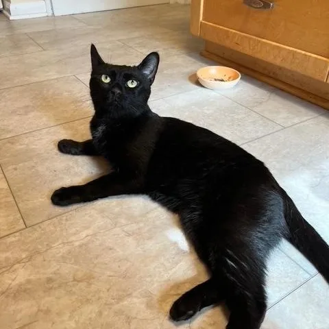 Binx thumbnail 2