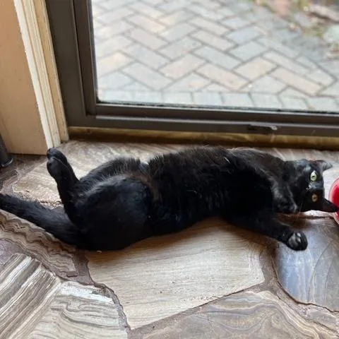 Binx thumbnail 3