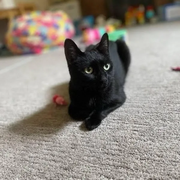 Binx thumbnail 4