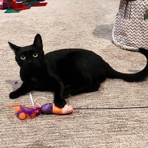 Binx thumbnail 5