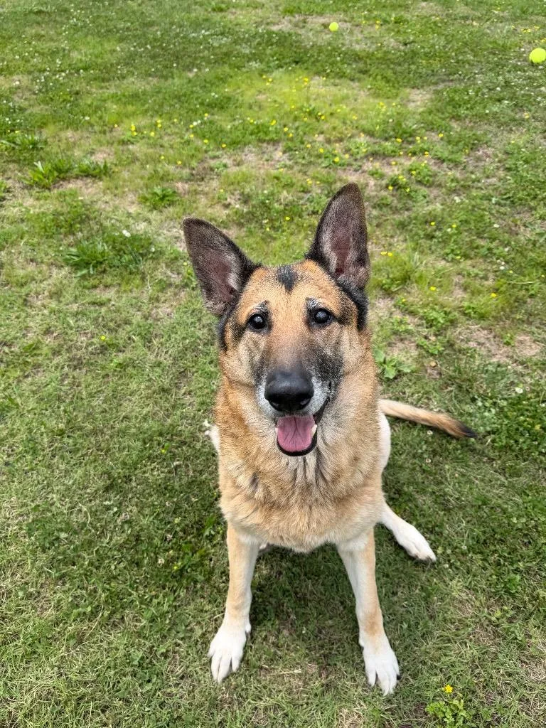 An adult medium-sized male German Shepherd Dog dog named Atlas for adoption in Johnson City, TN