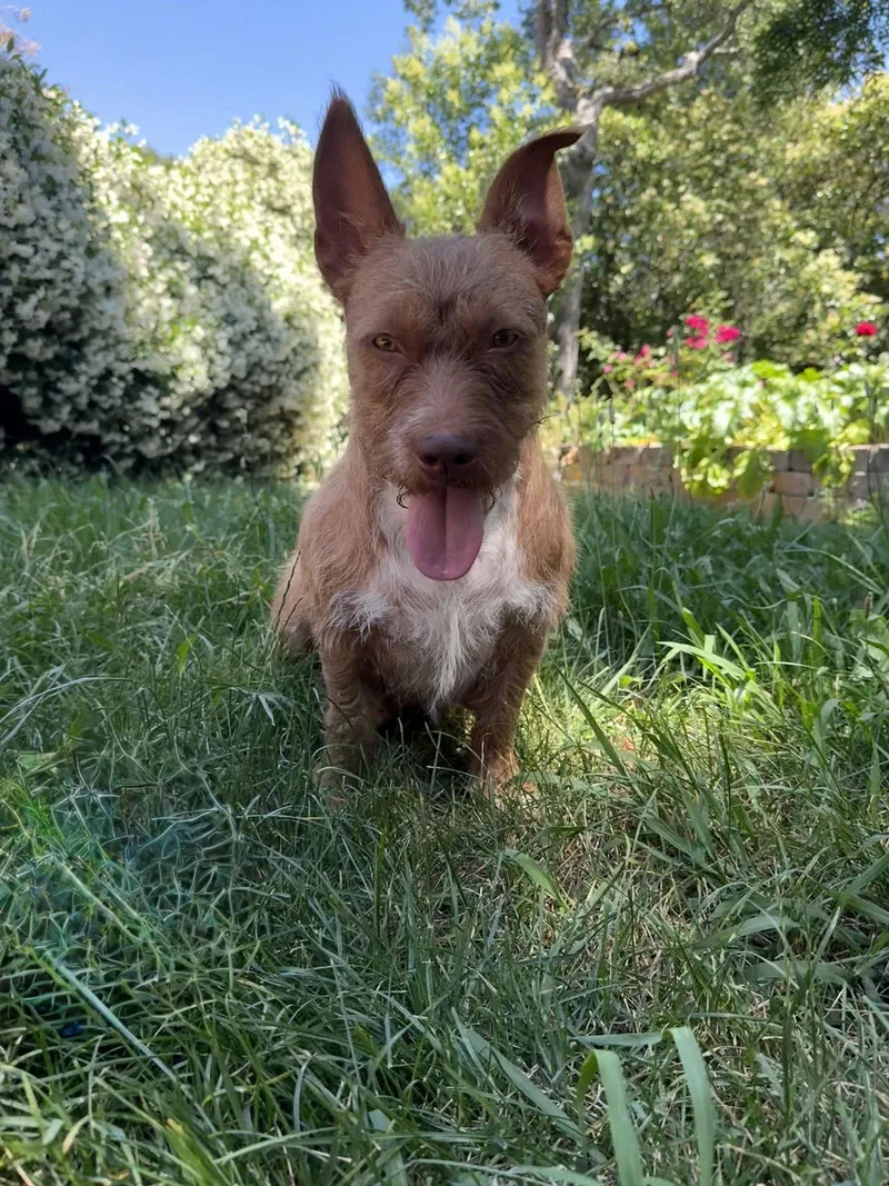 Sweetheart thumbnail 2