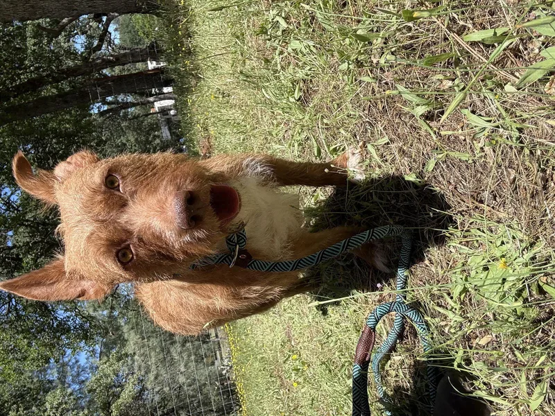 Sweetheart thumbnail 3