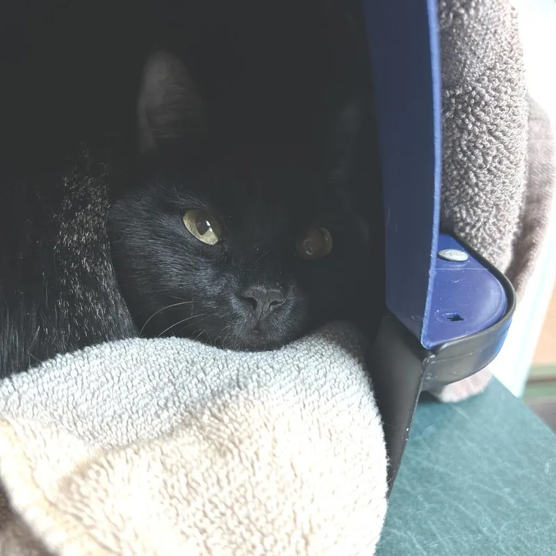 Salem
