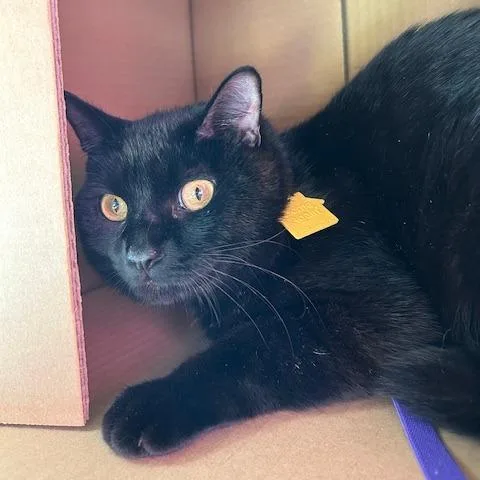 Salem thumbnail 3
