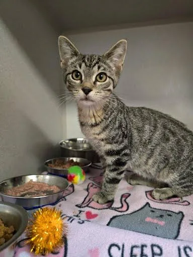 A young medium-sized male Tabby (Buff / Tan / Fawn) Domestic Short Hair cat named Marlin for adoption in Des Moines, IA
